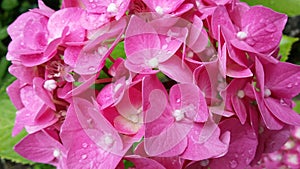 Fuchsia pink hydrangea flowers blossomed garden nature color photo