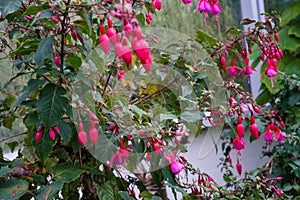 Fuchsia plant cultivars onagraceae with pink red flower buds