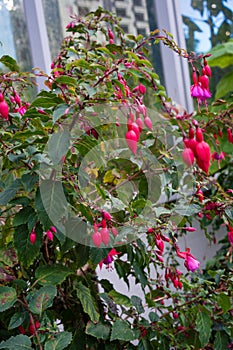 Fuchsia plant cultivars onagraceae with pink red flower buds