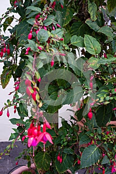 Fuchsia plant cultivars onagraceae with pink red flower buds photo