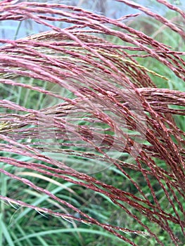 Fuchsia reed texture lines