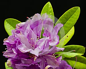 Fuchsia Rhododendron