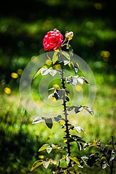 Thorny rose photo