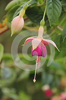 Fuchsia`s are blooming in a park