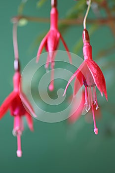 Fuchsia show 4