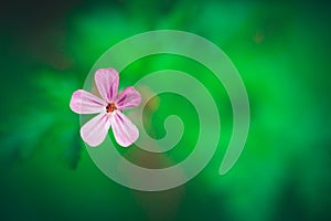 Fuchsia single flower on green blurred background Concept of beauty of nature and uniqueness
