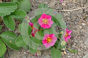 Fuchsia strawberry floret