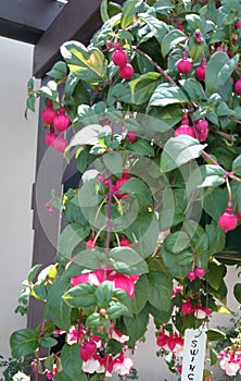 Fuchsia Swingtime