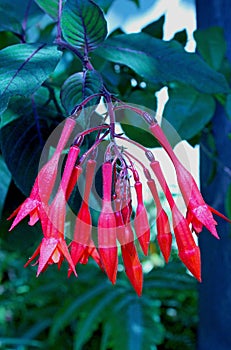 Fuchsia triphylla, colombia flower