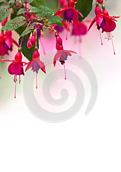 Fuchsia triphylla red pink flowers with drops during rain on a summer day with space for text