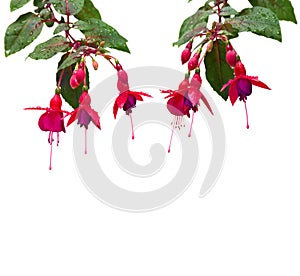 Fuchsia triphylla red pink flowers with drops during rain on white background with space for text