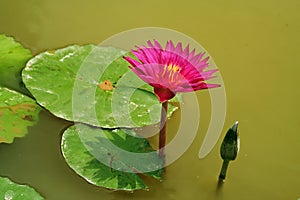 Fuchsia waterlily bloom rises above lilypads in pond