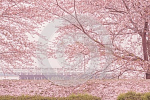 Fuchu City Stadium Street Cherry Blossom