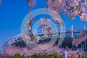 Fuchu City Stadium Street Cherry Blossom