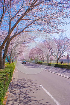 Fuchu City Stadium Street Cherry Blossom