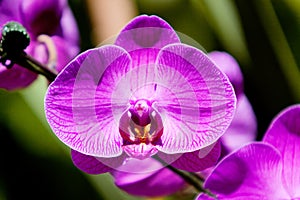 Fucshia color orchid flower photo