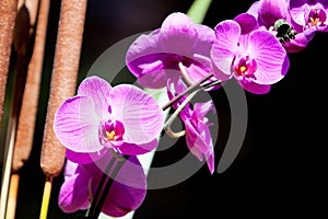 Fucshia color orchid flower photo
