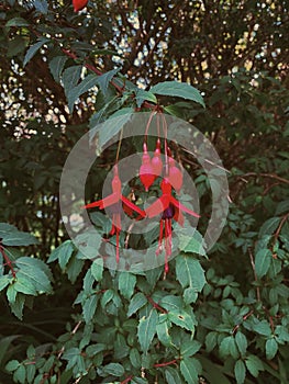 Fucsia Flower, West Cork photo