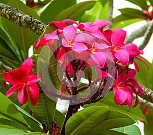 Fucsia Plumeria Flowers