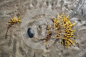 Fucus algae is firmly attached to a small pebble.