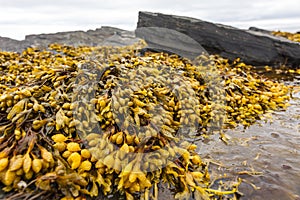 Fucus (rockweed) at Rybachy Peninsula