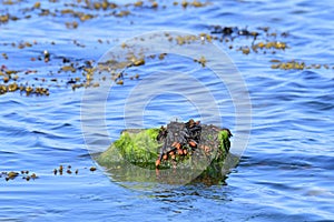 Fucus vesiculosus in the baltic sea