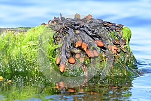 Fucus vesiculosus in the baltic sea