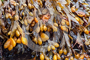 Fucus vesiculosus, bladder wrack or rockweed hanging from a wet rock. Also known as black tang, sea oak, black tany, dyers fucus