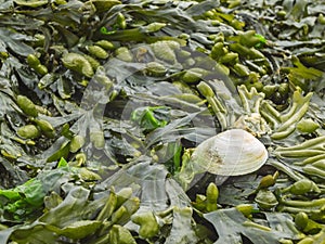 Fucus vesiculosus Blasentang on the north sea beach photo