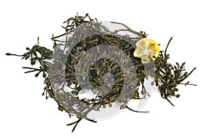 Fucus vesiculosus in studio photo