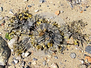 Fucus vesiculosus Fucus vesiculosus on the sandy shore of the White Sea