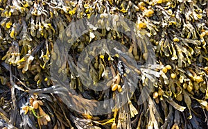 Fucus vesiculosus is a genus of brown algae found on the rocky seashores worldwide