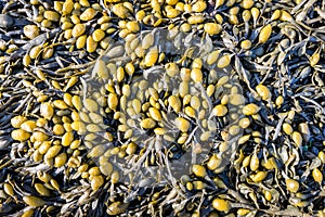 Fucus vesiculosus seaweed from close