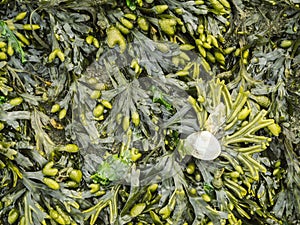 Fucus vesiculosus upper view Blasentang photo