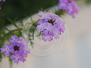 Fuego Dark Violet Verbena purple flowers and excellent heat tolerance genus in the family Verbenaceae semi-woody flowering plants photo