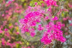 Fueng Fah flower or pink flower in public park or garden