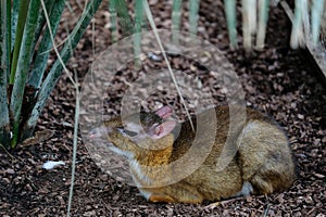 FUENGIROLA, ANDALUCIA/SPAIN - JULY 4 : Java Mouse Deer Tragulus