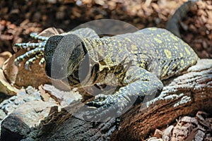 FUENGIROLA, ANDALUCIA/SPAIN - JULY 4 : Monitor Lizard at the Bio