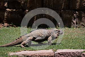 FUENGIROLA, ANDALUCIA/SPAIN - JULY 4 : Rhinoceros Iguana Cyclur