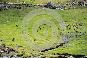 Fuente De in the in mountains of Picos de Europa, Cantabria, Spain