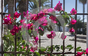 Fuente Palmera whitewashed walls and windows full of flowers, Cordoba, Spain photo