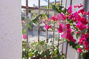 Fuente Palmera whitewashed walls and windows full of flowers, Cordoba, Spain photo