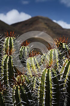 Fuerteventura, Canary Islands.