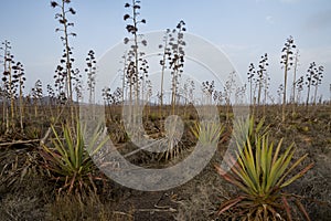 15-01-2022, Fuerteventura ,Canary Islands,Spain.Agaves in evening light photo