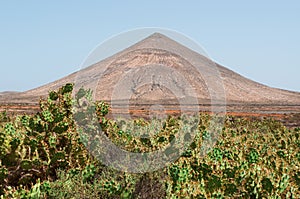 Fuerteventura, Canary islands, Spain, cactus, succulents, volcano, mountain, nature, landscape, desert, wild, climate change