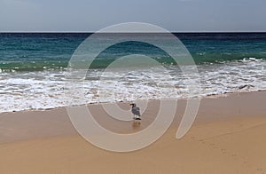 Fuerteventura, Canary Islands, wide sandy Playa del Matorral beach on Jandia peninsula