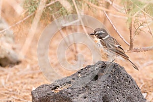 Fuerteventura chat