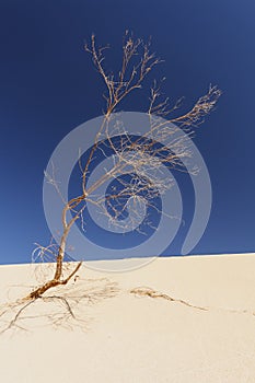 Fuerteventura, Cnary Islands.