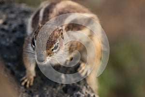 Fuerteventura squirrel photo