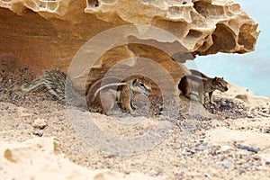 Fuerteventura squirrels at Canary Islands photo